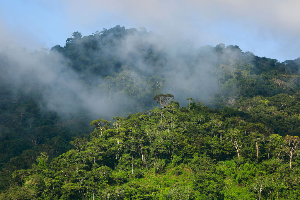 Interview with a Peruvian Agroforestry Pro – Alter Eco Foods